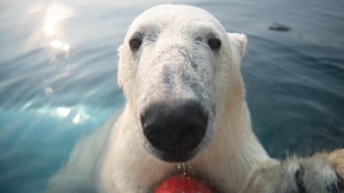 polar bear selfie ice age hoax